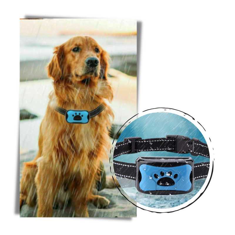 Anti-Bell-Hundehalsband