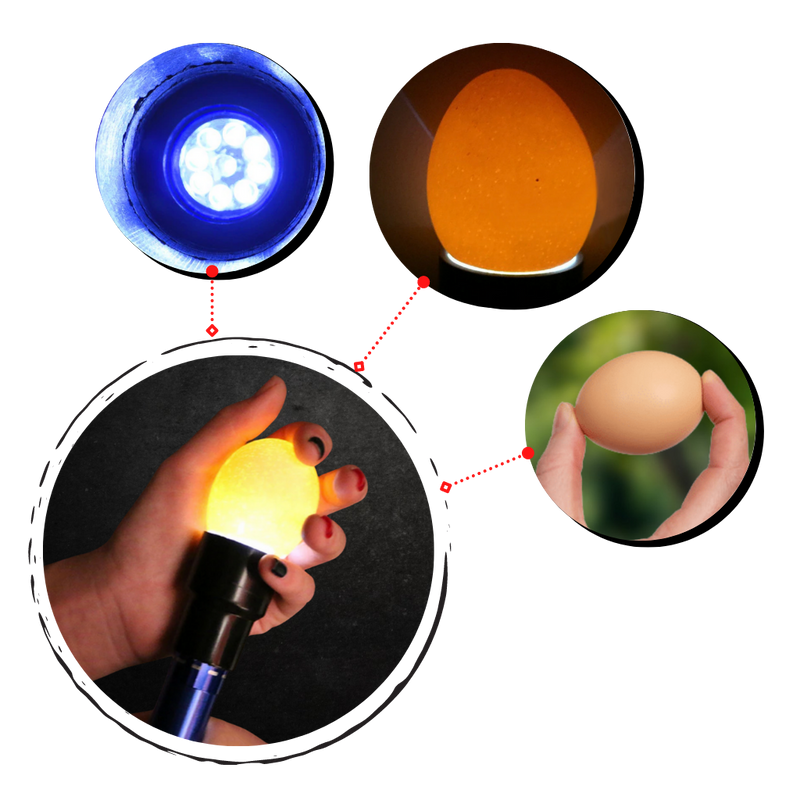 Eierleuchter