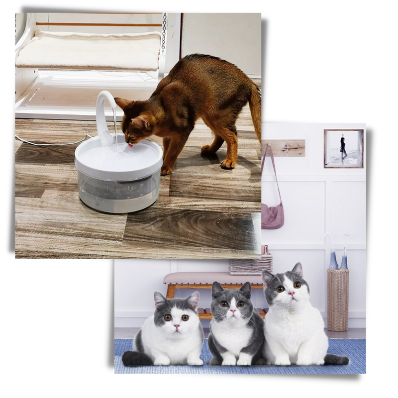 Automatischer Wasserbrunnen für Katzen mit LED-Licht