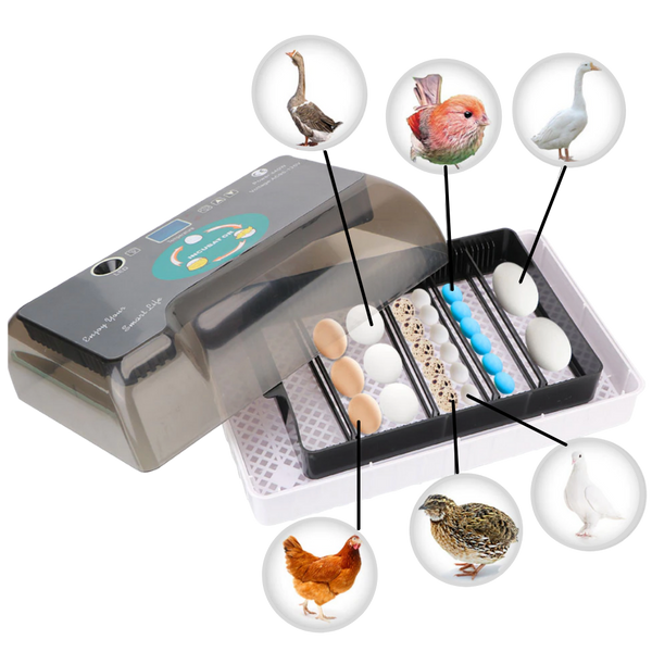 Digitaler automatischer Eier-Inkubator