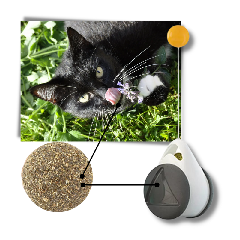 Interaktives Ballspielzeug für Katzen