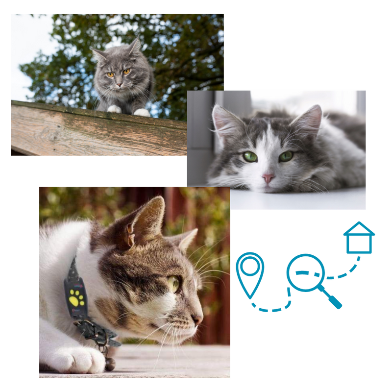 GPS-Tracking-Halsband für Haustiere